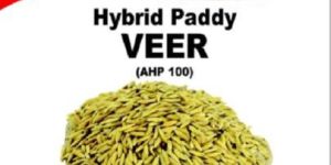 Veer Hybrid Paddy Seeds