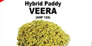 Veera Hybrid Paddy Seeds