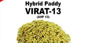 Virat-13 Hybrid Paddy Seeds