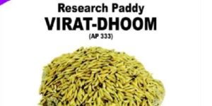 Virat-Dhoom Research Paddy Seeds