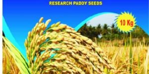 Virat-Moti Research Paddy Seeds