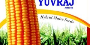 Yuvraj Hybrid Yellow Maize Seeds
