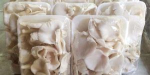 Fresh Oyster Mushroom