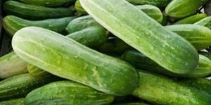 Fresh Cucumber