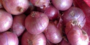Fresh Onion