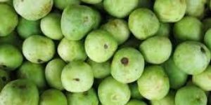Fresh Round Gourd