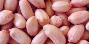 Groundnut Kernels