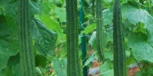 Hybrid Ridge Gourd Seeds