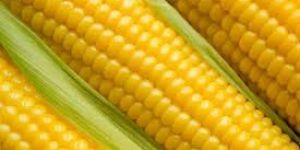 Yellow Maize