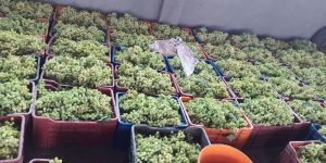 Grapes
