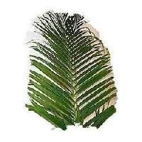 Areca Leaf