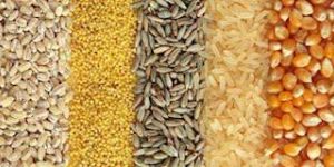 Legumes