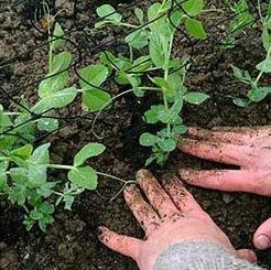 Fruit Plantation Services