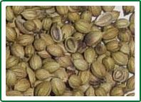 Coriander Seeds