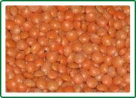 Red Lentil