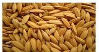 Rice Seed
