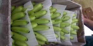 High Quality Fresh Banana