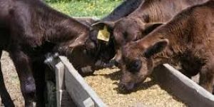 Calf Feed