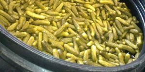 Pickle Cucumber Exporters in India