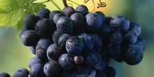 Fresh Black Grapes