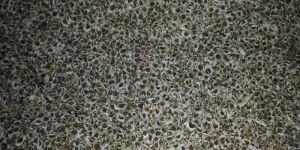 Moringa Seeds / Drumstick seeds