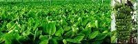 Tissue Cultured Banana Plants