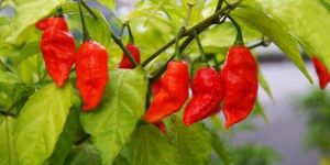 Bhut Jolokia