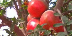 Pomegranate Plants