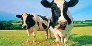 Animal Healthcare Products