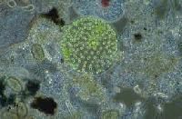 Azotobacter