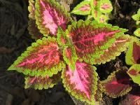 Coleus Plant