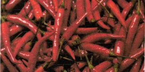 Fresh Red Chilli