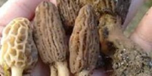 Wild Morels Mushroom(Guchhi)