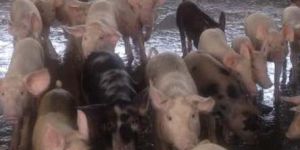 Piglets