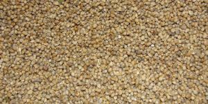 Millet Seeds