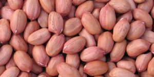 Peanut Seed