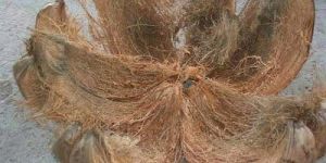 Coconut Husk