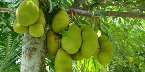 Fresh Jackfruit