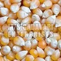 Yellow Indian Maize