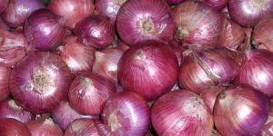Fresh Red Onion