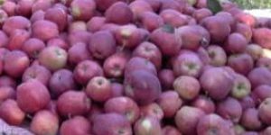 Fresh Kashmiri Apples