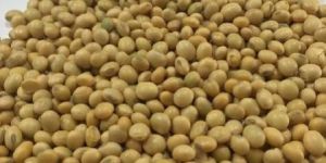 Soybean Seeds