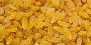 Golden Raisin