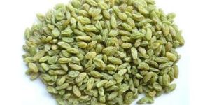 Green Raisin