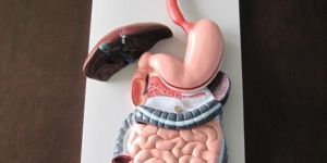 Human Digestive System