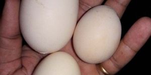 Brown Eggs