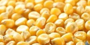 Yellow Maize Seeds