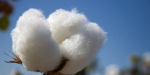 Raw Cotton Bale