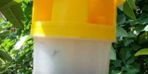 Fruit Fly Trap