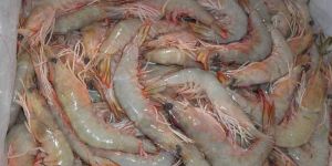 Frozen Head on Shrimps